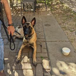 Belgian Malinois and German Shorthaired Pointer All Grown Up from Lapdog GSP
