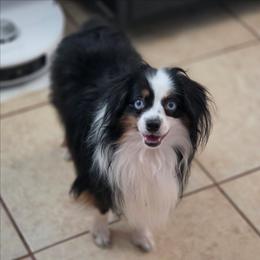 Boomer - Toy Australian Shepherd