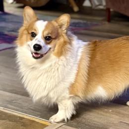 Burt - Pembroke Welsh Corgi