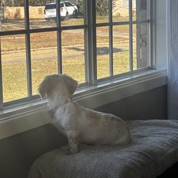 Dixie - Dachshund