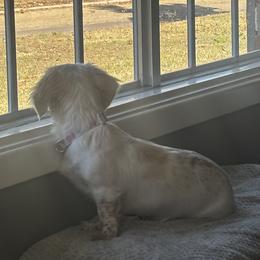 Dixie - Dachshund