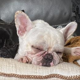 Freyja - French Bulldog