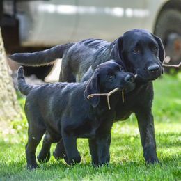 Labrador Retriever Puppies from Hillstone Labradors