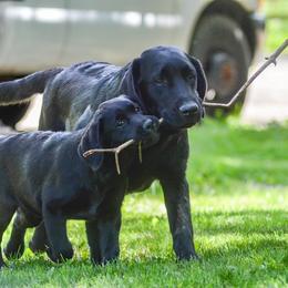 Labrador Retriever Puppies from Hillstone Labradors