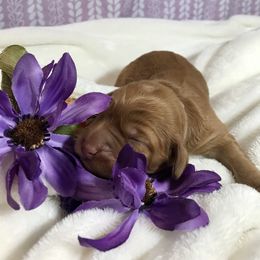 Australian Labradoodle Puppies from Chickadee Labradoodles