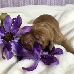 Australian Labradoodle Puppies from Chickadee Labradoodles