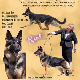 Xena - German Shepherd