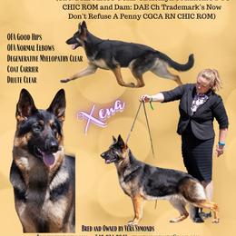 Xena - German Shepherd