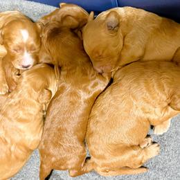 Goldendoodles from Mini Goldendoodles