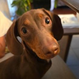 Tator - Dachshund
