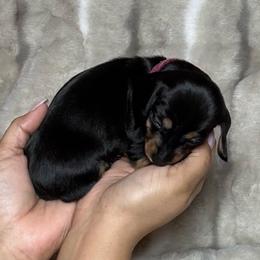 Molly - Black and tan female Dachshund puppy in Cypress, Texas from Sweet Little Churros