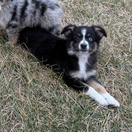 Girl 1 - Black tri female Miniature Australian Shepherd puppy in Ellsworth, Kansas from Flying H Mini Aussies