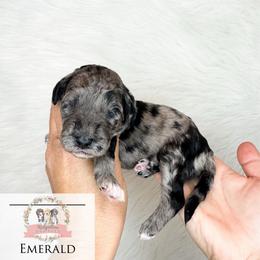 Emerald - Blue merle female Aussiedoodle puppy in Corydon, Indiana from Ridgeline Doodles