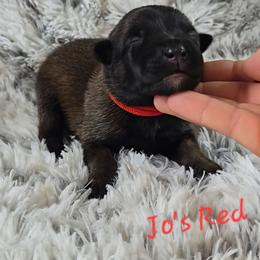 Jo's Red - Mahogany female Belgian Malinois puppy in Berry, Alabama from North River k9