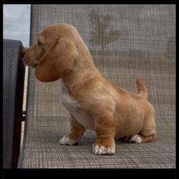 Mozart - Red male Dachshund puppy in Floresville, Texas from Muddy River Dachshunds