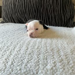 Domino (Dom) - Black and white male Boston Terrier puppy in Charlotte, Michigan from Witselle Bostons