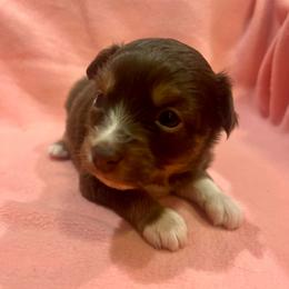 Poppy - Red tri female Toy Australian Shepherd puppy in Miami, Oklahoma from HighEnd Aussies