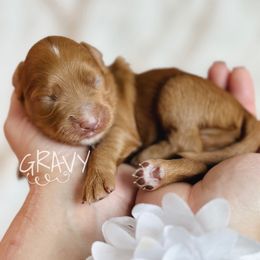 Gravy - Red  male Goldendoodle puppy in Naples, Florida from Paradise Coast Doodles