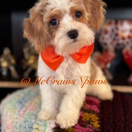 Superboy - Parti male Maltipoo puppy in Hesperia, California from McCraws N Paws