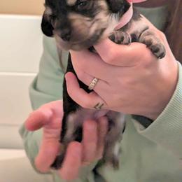 Dachshund Puppies from Brianna Bray
