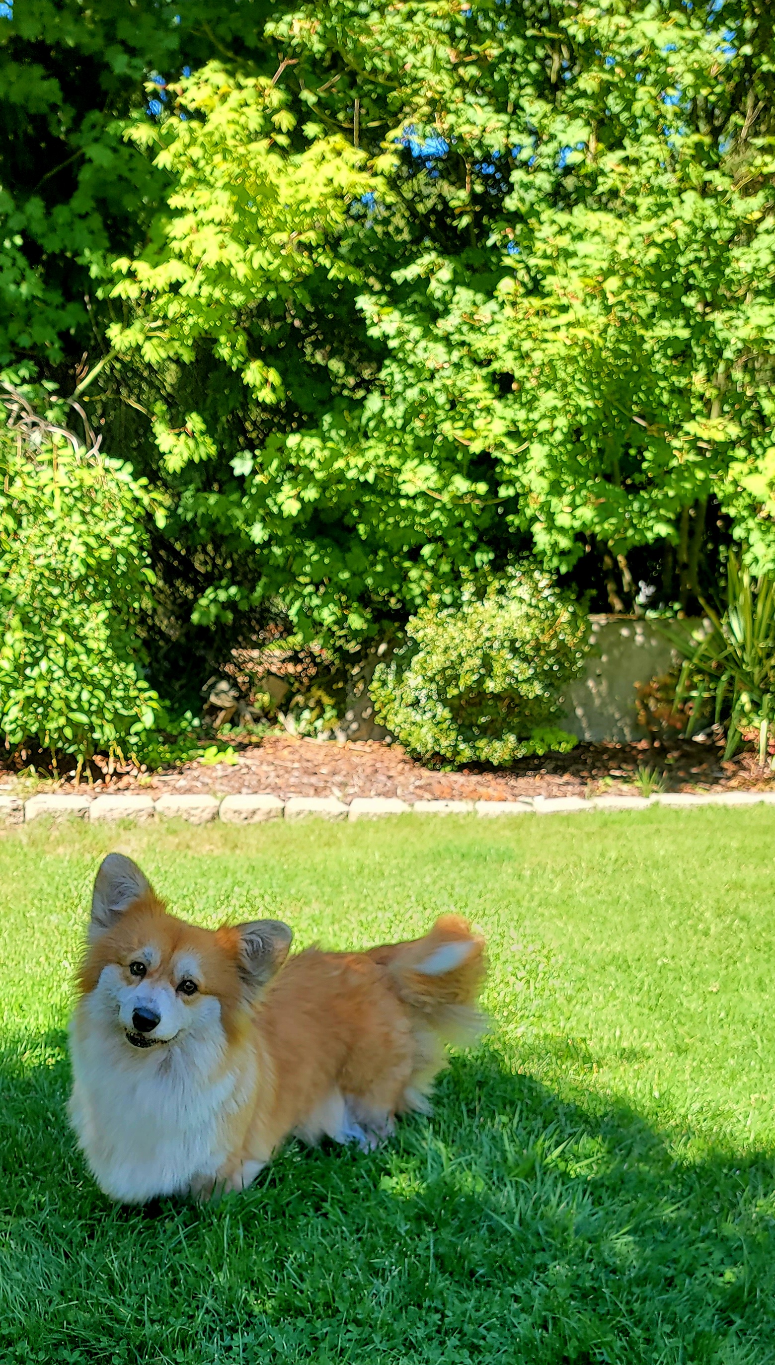 Princess - Pembroke Welsh Corgi
