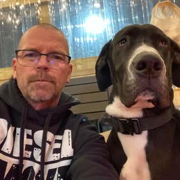 Great Dane All Grown Up from Blue Dane Ridge