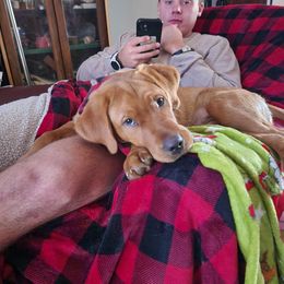 Pumpkin - Labrador Retriever
