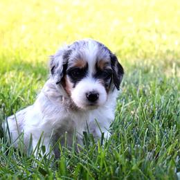 Megalodon - male Australian Mountain Doodle puppy in Decatur, Illinois from Signature Doodles