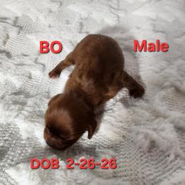 AKC BO - Ruby male Cavalier King Charles Spaniel puppy in Joplin, Missouri, Missouri from HOL-A-DA CAVALIERS