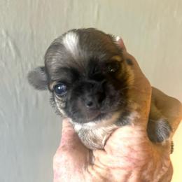 Rocket - Fawn and white male Chihuahua puppy in Tecumseh, Oklahoma from Callie’s Happy Chihuahuas, Callie’s Happy Treasures LLC