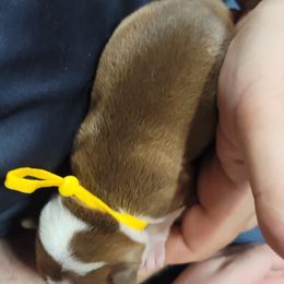 Boston Terrier Puppies from Amanda's Terriers