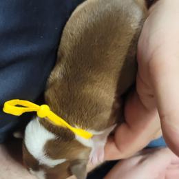 Boston Terrier Puppies from Amanda's Terriers