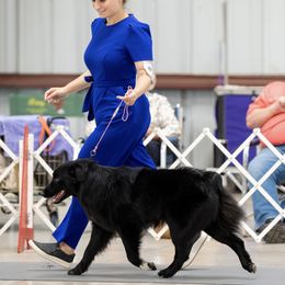 Banshee - Australian Shepherd