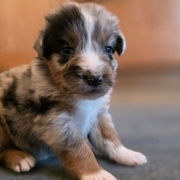 Hudson - Blue merle male Australian Shepherd puppy in Solon, Maine from Mountain Range Australian Shepherds