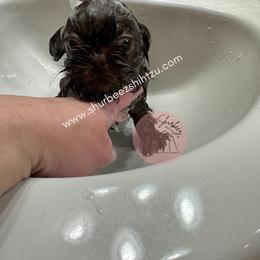 Shih Tzu Puppies from Shurbeez Shih Tzu