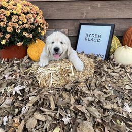 Golden Retriever Puppies from Sunkissed Retrievers