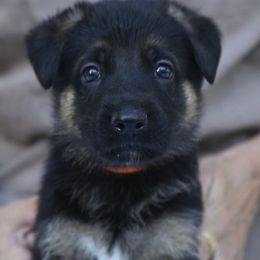 German Shepherd Puppies from Frankenhaus German Shepherds