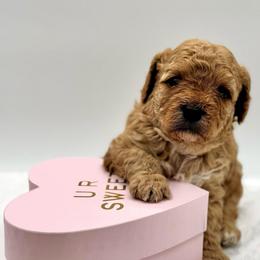 Vanilla - Cream female Cavapoo puppy in La Vernia, Texas from Texas Teddy Bears