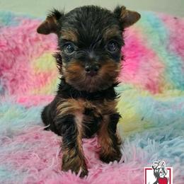 Loki - Black and tan male Yorkshire Terrier puppy in California from Corazon de gigante