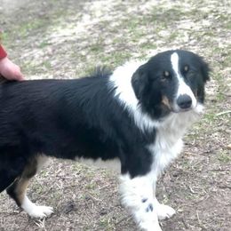 Ruger - Australian Shepherd