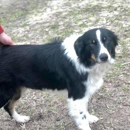 Ruger - Australian Shepherd