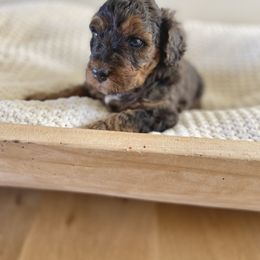 Bernedoodle, Goldendoodle, and Poodle Puppies from Central Valley Canine Companions