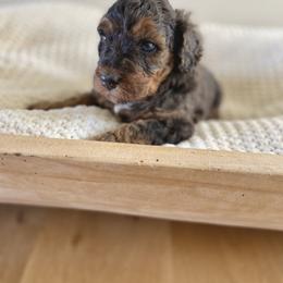 Bernedoodle, Goldendoodle, and Poodle Puppies from Central Valley Canine Companions