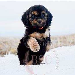 Orange collar - Black and tan male Cockapoo puppy in Missoula, Montana from Big Sky Cockapoos