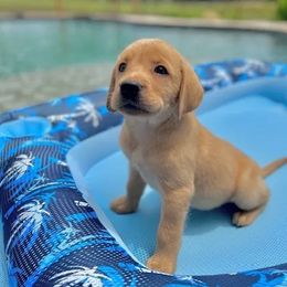 Labradoodle, Labrador Retriever, and Poodle Puppies from Laird Farms