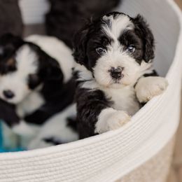 Bernedoodle puppies from Cookie's Cuties