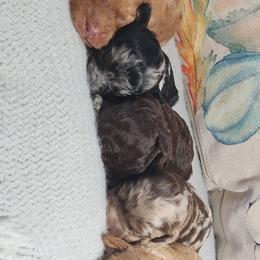 Aussiedoodles, Bernedoodles, Cockapoos, and Schnoodles from Perry's doodles