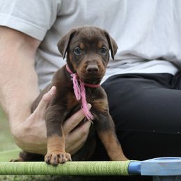 Girl 3 - Red and rust female Doberman Pinscher puppy in Williamston, Sc, South Carolina from Dutton Dog Co & Dalla Grazia Doberman