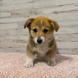Dean - Red male Pembroke Welsh Corgi puppy in Mc Cammon, Idaho from Sunny J Corgis and Mini Americans