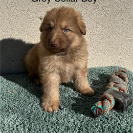 Grey Collar Boy - Sable male German Shepherd puppy in Columbus, Mississippi from Olde Wolfe German Shepherds
